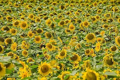 JD Fenix演员暗示《战争机器6》或于6月公布