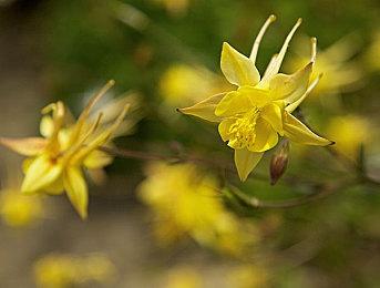 《地平线》衍生VR游戏《地平线：山之呼唤》或为云游戏独占